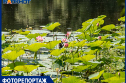 Разведка на Круглом: лотосы цветут, но до них не добраться