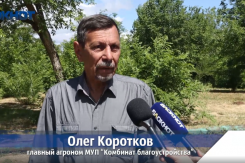 Экзохорда, сафора, тополь-гибрид и рябина: «Комбинат благоустройства» превращает Волжский в зелёную лабораторию