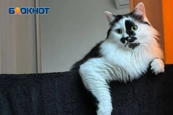 Весна - время опасности для кошек и собак: советы ветеринара для спасения вашего питомца