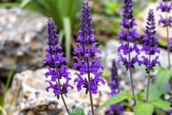 В Волжском жителям грозят штрафы за шалфей 