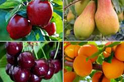 Хотите свои фрукты и ягоды? За саженцами в питомник «Ивушкина Роза»
