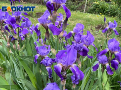 Как ирисы раскрашивают лето в Волгоградской области