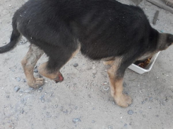 В Волжском на оптовке щенку грузовиком оторвало лапку