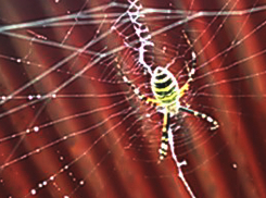 Огромную паучиху во время схваток запечатлел волжанин