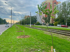 В Волжском высадили 20 молодых саженцев сумаха: планируется еще 100