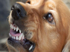 Больше миллиона рублей на отлов бездомных собак выделила мэрия Волжского