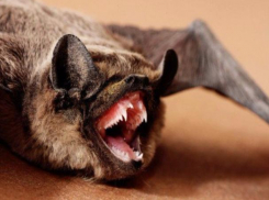 Летучие кровопийцы атаковали квартиры волжан