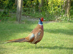 Браконьер заплатит за убитого в Средней Ахтубе фазана 6 тысяч