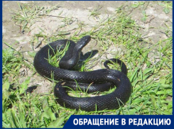 «Пришла на дачу, а под розой гадюка лежит,»- волжанка