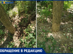 Поливают через дерево: волжане жалуются на некачественный полив деревьев в городе