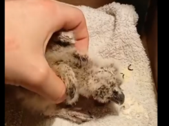 Волжане сохранили информационную девственность в отношении совят