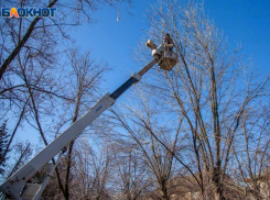Стрижка только началась: в Волжском обрезают деревья вдоль дорог