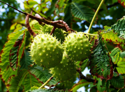 Из бюджета Волжского выделяют 330 тысяч на озеленение