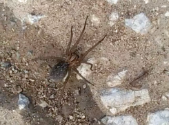 Большое членистоногое напугало волжан своим осенним появлением