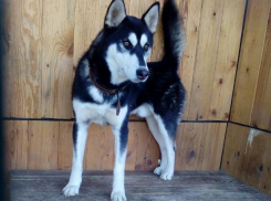 Соседи по участку избили до полусмерти моего пса, - волжанка