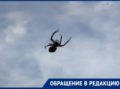 Волжанка испугалась огромного  паука у себя на даче: видео
