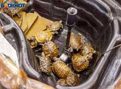 Красноухие хищники могут обглодать палец волжанам