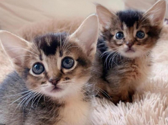 Вашим именем могут назвать коротколапого котенка