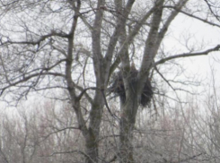 В Волгоградской области обитает краснокнижный орлан-белохвостый