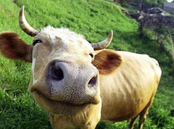 Двое волгоградцев промышляли кражами скота у фермеров