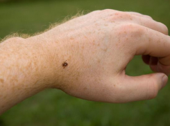 Клещи пошли в атаку