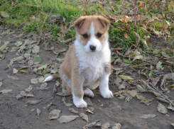 Пасмурным и дождливым выдался понедельник в Волжском 