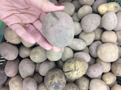 Продуктовая корзина Волжского: Самая дешевая картошка в «Карусели», а самая выгодная в «Магните» 