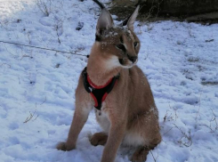 «У меня в квартире живет каракал», - Сергей Агарков