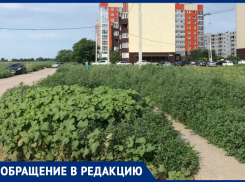 Джунгли по-волжски: женщина рассказала о заросшем травой дворе в 38 микрорайоне