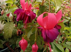 Впечатляющее зрелище дарит цветение фуксии