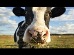 Волжский агрокомплекс растет