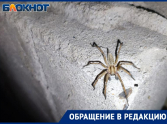 «Не видела никогда такого»: волжанка обнаружила на даче страшного паука