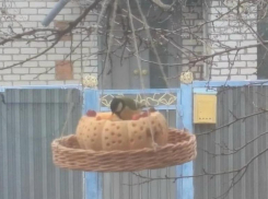 Жители Волгоградской области помогают птицам пережить зиму