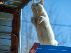 Волжский подморозит: резкое ночное похолодание