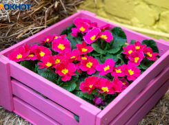 В Волжском пройдет праздничный вечер ко Дню всех влюбленных