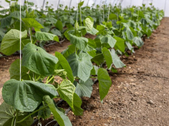 Волгоградские аграрии готовятся к новому сезону