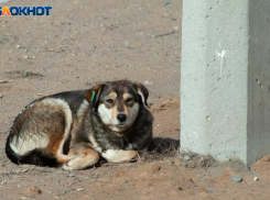 В Волжском начнет действовать обновленный приказ о предотвращении нападений собак