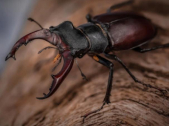 Крупные «европейцы» поселились в окрестностях Волжского