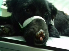 Волжанка спасла жизнь Петруше, который остался без ушей, носа и хвоста