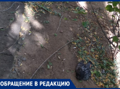 Мертвый голубь целый месяц лежит у подъезда многоквартирного дома в Волжском
