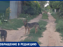 Стая бездомных собак держит в страхе улицу в СНТ в Волжском