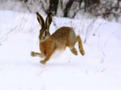 За зайца ответишь ружьем и рублем: сезон охоты подошел к концу