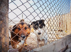 Добрые волжане организовали субботник в приюте для животных