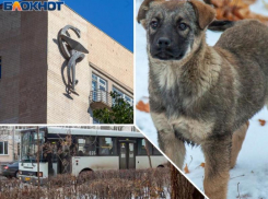 Травля пациентов, расстрел собак и сокращение транспорта: как начался 2022 год в Волжском