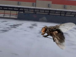 «Вчера мухи летали, сегодня снег пошел»: жители Волжского о перепадах погоды