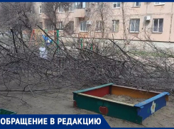 В Волжском дети превращаются в Маугли: играют среди спиленных веток