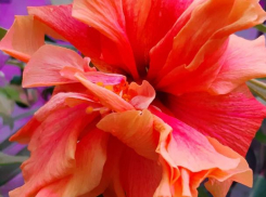 В волжском ботаническом саду зацвел шикарный гибискус