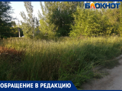 Волжский зарос травой, кишащей гадкими тварями