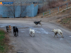 Большинство волжан требуют принятия закона об умертвлении собак
