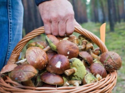 Волжан приглашают на чемпионат по сбору грибов